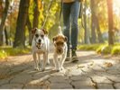 Bentley The Dog Walker Plattsmouth